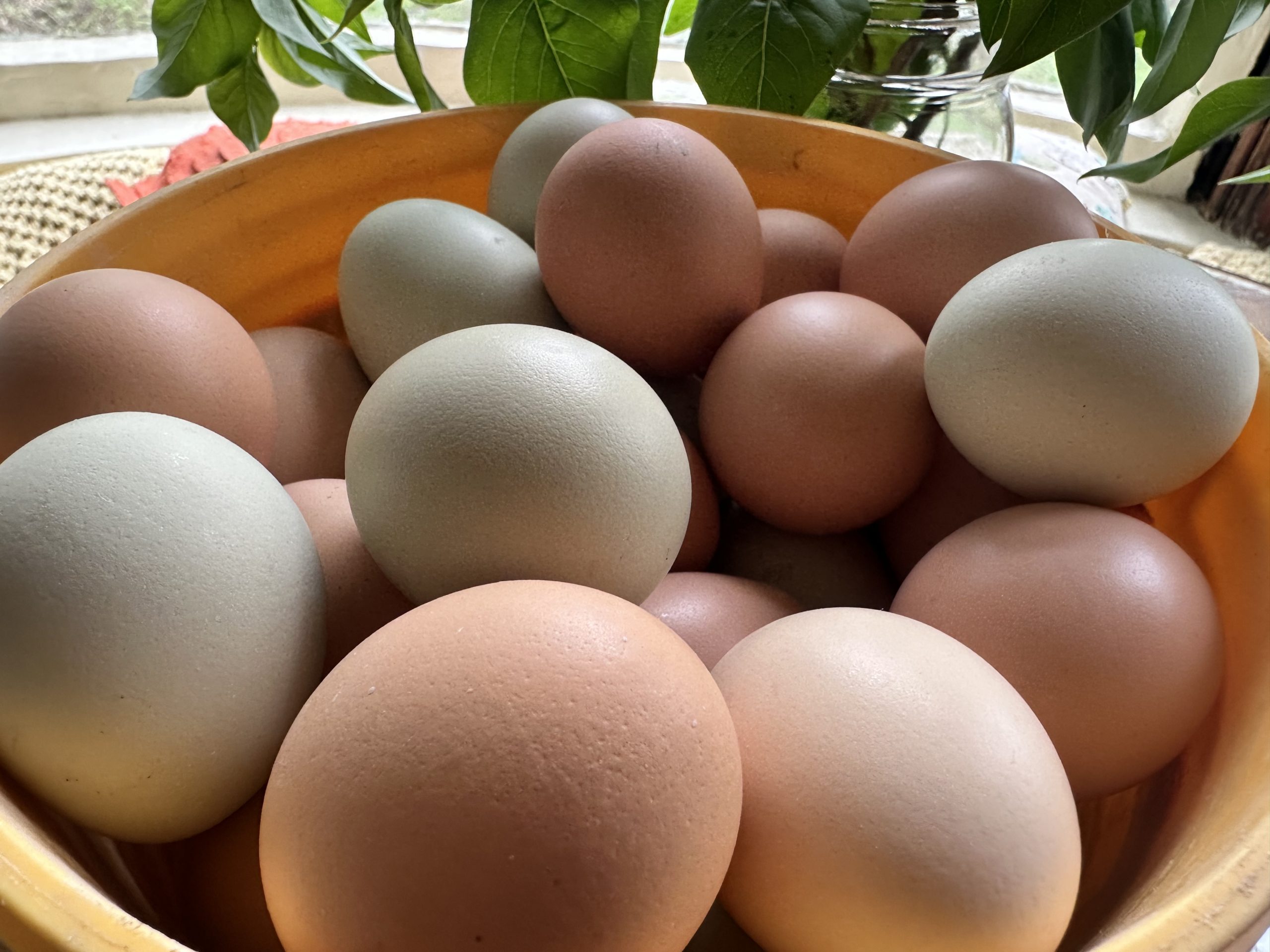 A wooden bowl of fresh farm eggs in shades of brown, blue, and cream